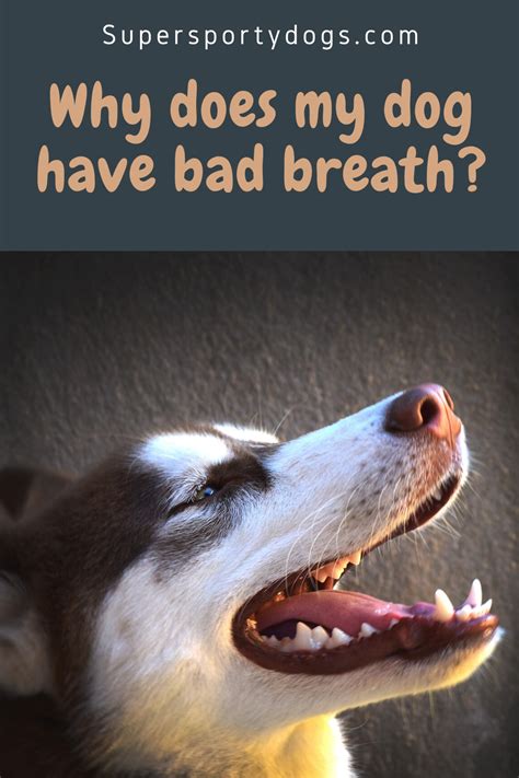 More images for why do puppies have puppy breath » Why does my dog have bad breath? in 2020 | Bad dog breath, Dog breath, Bad breath