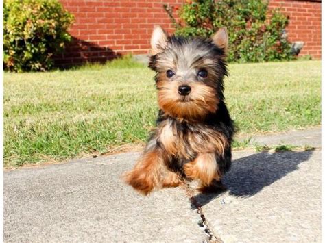 Yorkshire Terrier Super Cute Small Yorkie Puppies 10 Week Dogs For