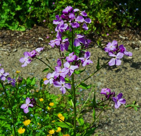 Hesperis Matronalis Sweet Rocket Green And Gorgeous Flowers