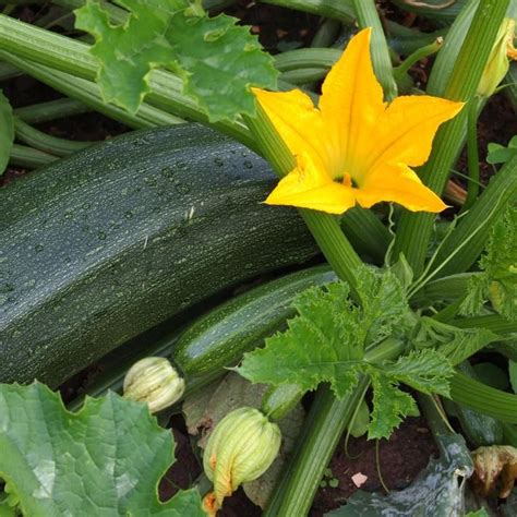 Das magazin mein schöner garten spezial ist ideal für gartenfreunde mit einem grünen daumen. Pin on garten