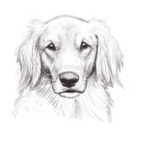 Dog Head Sketch By Firequill On Deviantart Dog Sketch Pencil