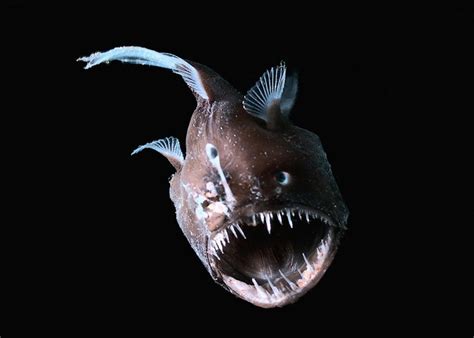 Anglerfish Un Poisson Terrifiant Breakforbuzz