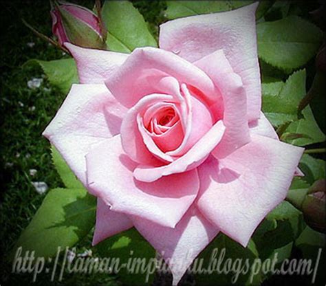 Bunga ros dikenal juga dengan nama bunga mawar yang merupakan salah satu jenis tanaman semak dari genus rosa. laman impianku...: MAKSUD WARNA BUNGA ROS
