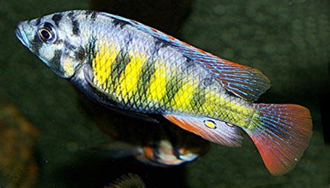 Introduction To Lake Victoria Cichlids