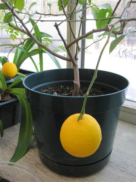 Growing Dwarf Citrus Trees In Containers
