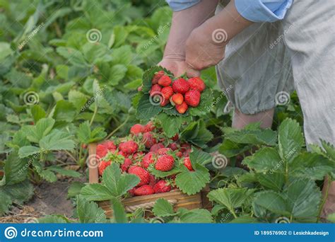 Womens Hands And Organic Strawberries Woman Holding A Basket Filled With Strawberries Stock