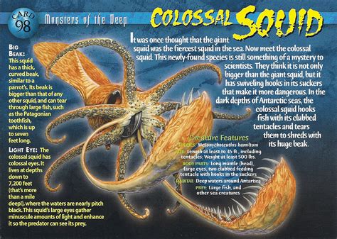 Colossal Squid Weird N Wild Creatures Wiki Fandom