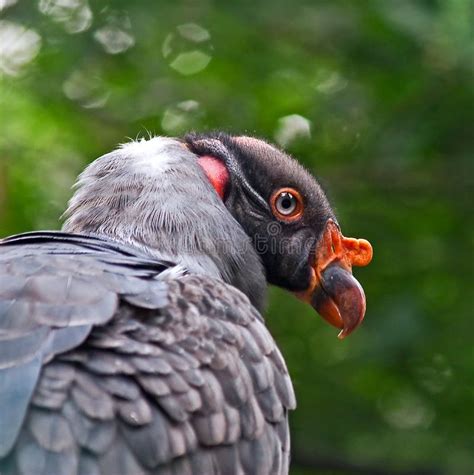 King Vulture Close Up Stock Image Image Of Carnivore 61379027