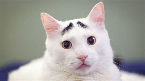 Cats With Eyebrows