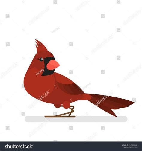 Cardinal Bird Animal With Red Feather And Beak Wildlife Isolated
