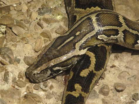 The Online Zoo Burmese Python
