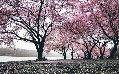 Find images of sakura tree. Anime Sakura Tree Wallpaper 4k - allwallpaper