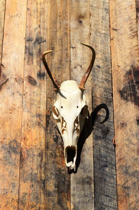 Deer Skull Vintage European Mount White Tailed Buck Skull Etsy Deer