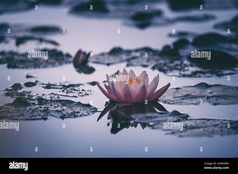 Water Lily Or Lotus Flower Floating On The Water Stock Photo Alamy