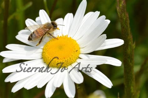 Bee And Daisy Art Photography Bee Art