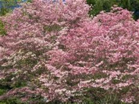 We did not find results for: Dogwood Tree Facts | HGTV