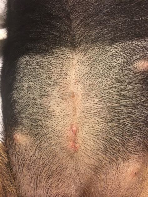 What Does A Normal Dog Spay Incision Look Like