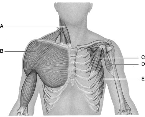 Greater breastplate minor breastplate previous serratile subclavian. Chapter 10 The Muscular System Matching exam Flashcards ...