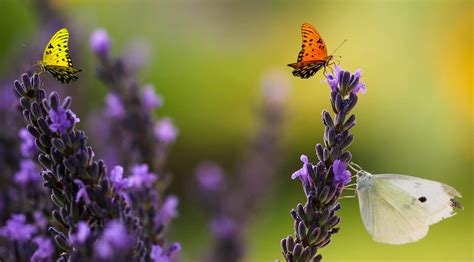 Schmetterlingspflanzen für Ihren Garten - Gärtnerei Schwitter AG