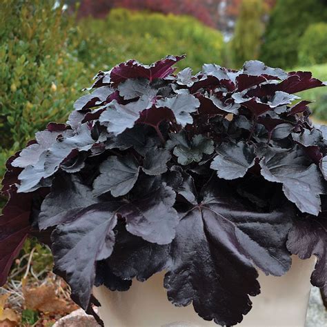 Maybe you would like to learn more about one of these? Heuchera Primo™ Black Pearl | White Flower Farm