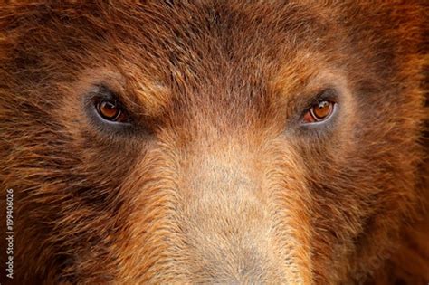 Brown Bear Close Up Detail Eye Portrait Brown Fur Coat Danger Animal