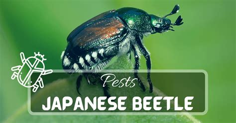 Japanese Beetle Identification And Control Greenhouses