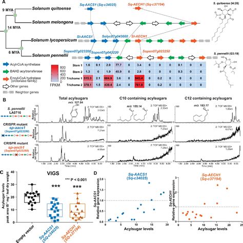 Evolution Of A Plant Gene Cluster In Solanaceae And Emergence Of