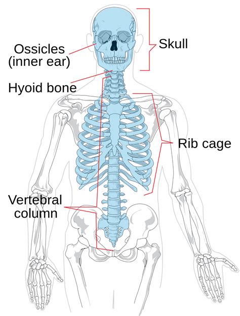 Flat bones protect internal organs. How Many Bones Are In The Spine | Examples and Forms