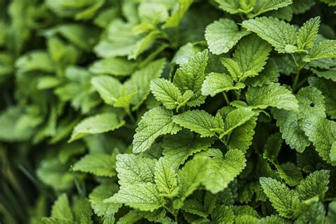 Brown Spots On Mint Leaves 5 Main Causes Defined