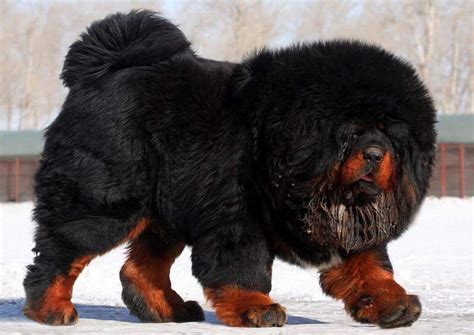 Purchase tibetan mastiff breed dogs at the best price: Tibetan Mastiff price range. How much does a Tibetan ...