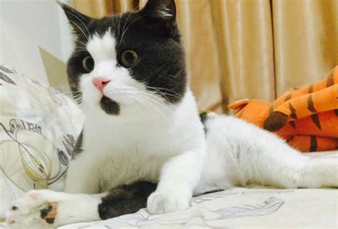 Meet The Omg Cat The Feline Who Is Always Surprised Bored Panda
