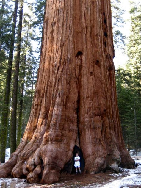 Top 10 Tallest Trees in the World - List Crown