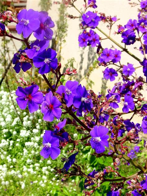Given good light exposure this variety will sport small dark. Purple flowering tree | My Life As A Reluctant Housewife ...