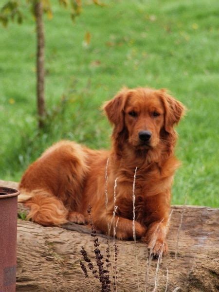 Golden Retriever Colors Dark Golden Puppy Wendolyn Kendrick