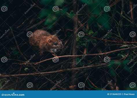 Common Brown Rat In Marsh Woodland Searching For Food Stock Image