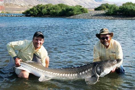 What Was The Biggest Sturgeon Caught In The Columbia River 2022