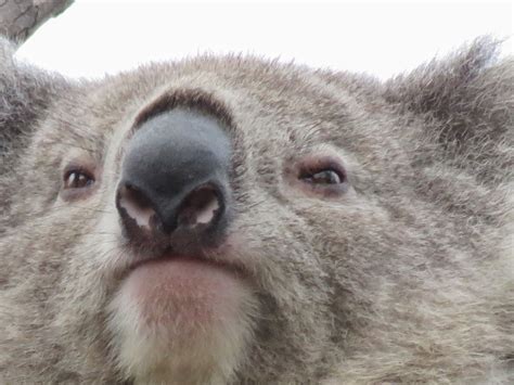 Have You Ever Looked Up A Koalas Nose Well Maybe You Should Koala