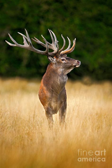 Red Deer Stag Majestic Powerful Adult Photograph By Ondrej Prosicky Pixels