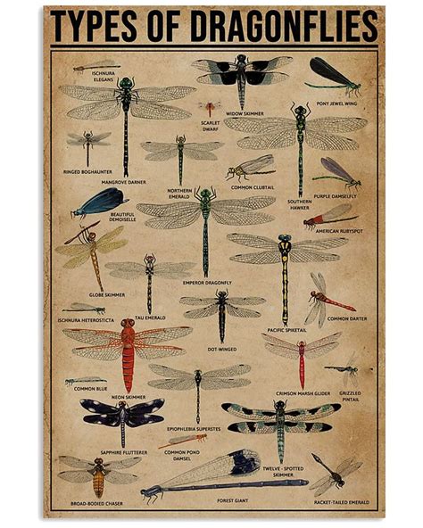 Types Of Dragonflies Types Of Dragonflies Dragonfly Poster Wall Art
