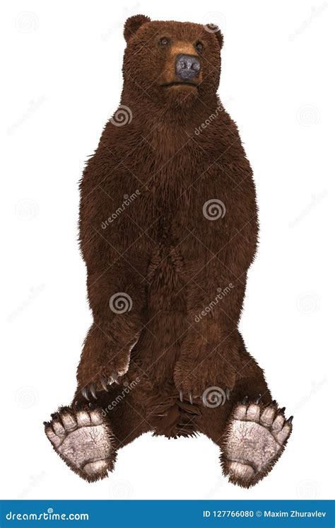Grizzly Bear Isolated On White Background 3d Illustration Stock