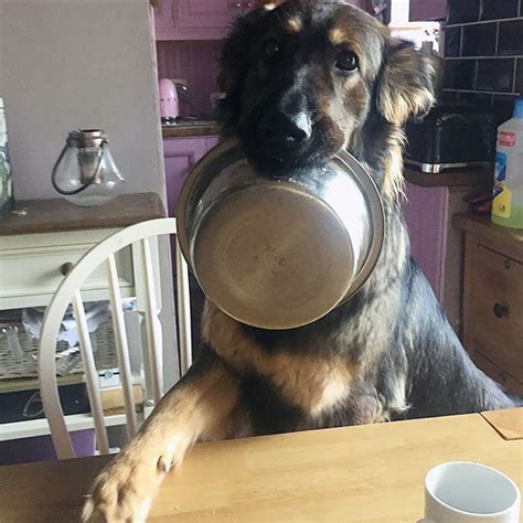 25 Funny Dogs That Are Begging For Food Bouncy Mustard