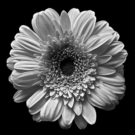 Amazon's choice for field of flowers wall art. Classic Black and White Flowers | Art Photo Web Studio