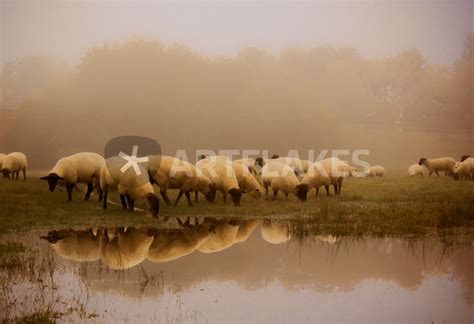 Sheep In The Mist 2 Photography Art Prints And Posters By Ian