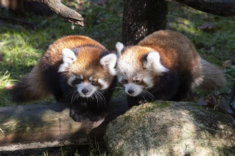 Adorable Debut Red Panda Cubs Venture Outside At The