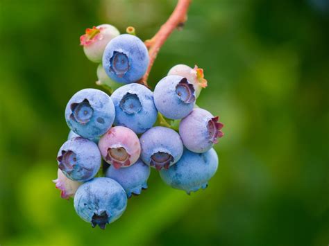 Common Wild Edible Berries In Newfoundland Newfoundland Buzz