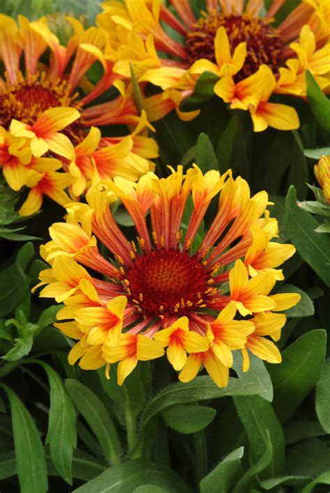 Check spelling or type a new query. Power Flowers - Gaillardia | Beautiful flowers, Amazing ...