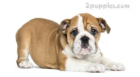 Pictures and information about all dog breeds. Dog Breeds which Start with the Letter "V" | 2puppies.com ...