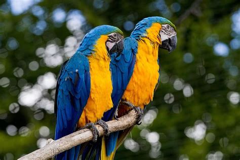 Blue And Gold Macaw Parrot Facts Behavior Lifespan Price