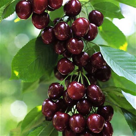 Commercial cherries are obtained from cultivars of several species, such as the sweet prunus avium and the sour prunus cerasus. Northwest Cherries