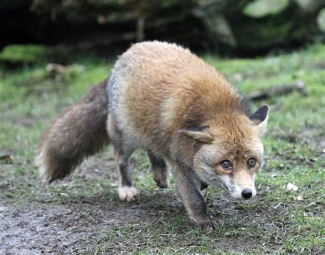 Rotfuchs Red Fox Foto And Bild Tiere Zoo Wildpark And Falknerei